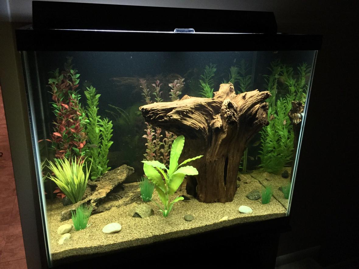 56 gallons freshwater fish tank (mostly fish and non-living decorations) - 56 gallon freshwater.