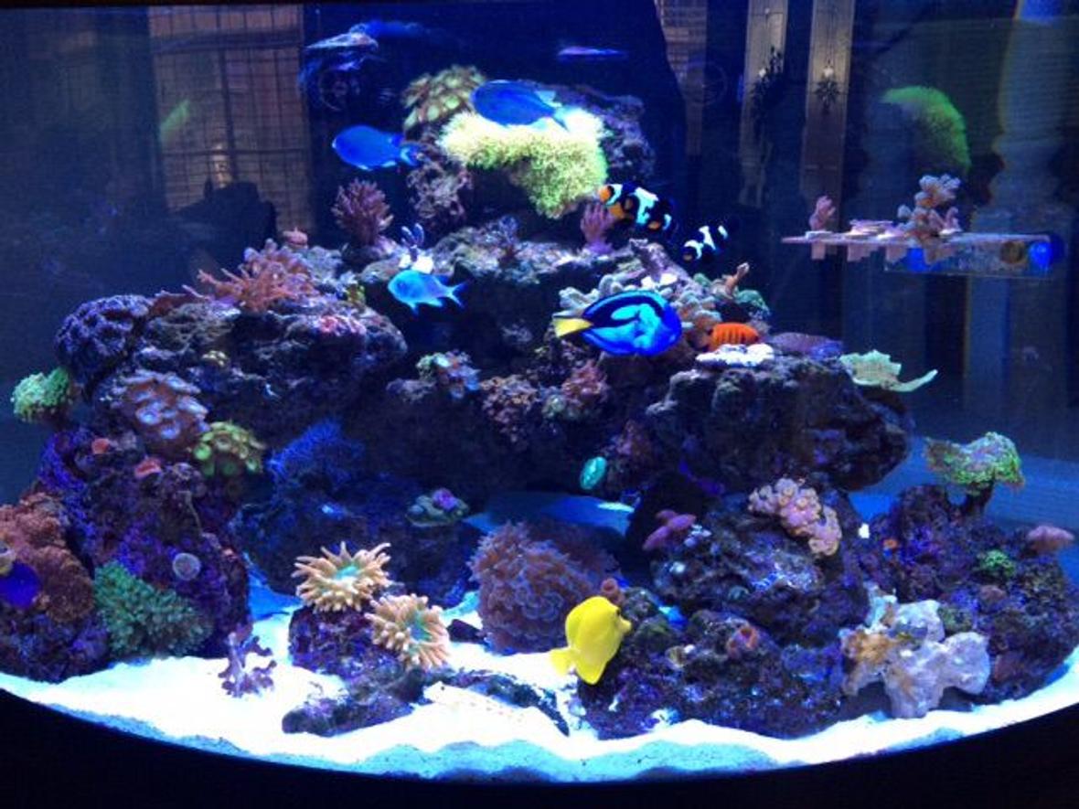 92 gallons reef tank (mostly live coral and fish) - 92 gallon Oceanic 1/4 circle. Up and running 14 months.