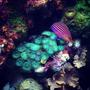 55 gallons reef tank (mostly live coral and fish) - Six-line wrasse