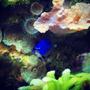 saltwater fish stocking in 55 gallons tank - blue devil