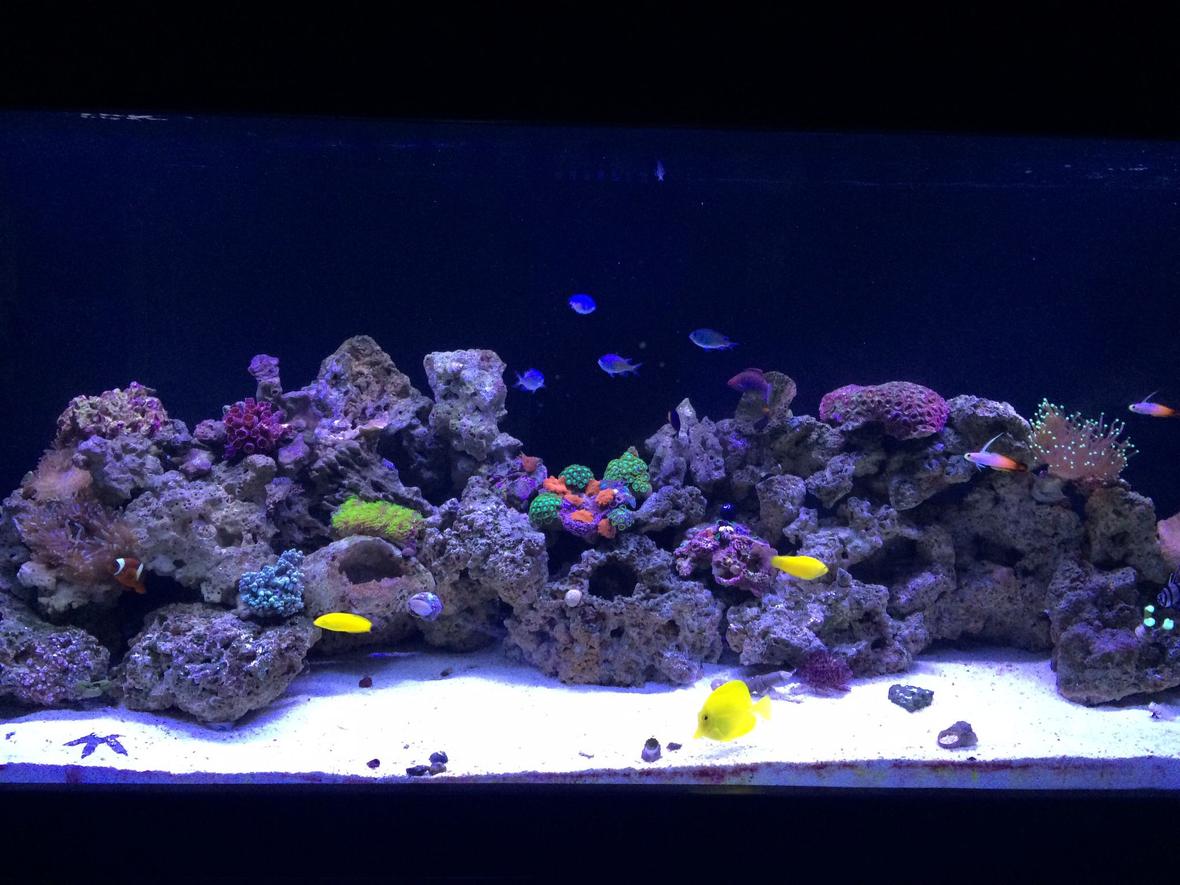 100 gallons reef tank (mostly live coral and fish) - Setup began in November 2014. Current pic as of 3/15/15 which is still a work in progress with adding live rock and growing the existing coral while adding additinal corals time goes by