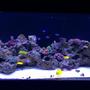 100 gallons reef tank (mostly live coral and fish) - Setup began in November 2014. Current pic as of 3/15/15 which is still a work in progress with adding live rock and growing the existing coral while adding additinal corals time goes by