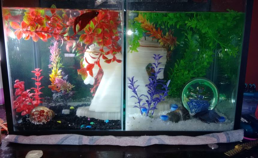 Rated #2587: 50 Gallons Freshwater Fish Tank - My babies. Red CombTail Betta & Blue CrownTail Betta.