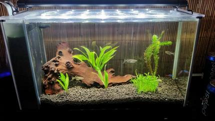5 gallons planted tank (mostly live plants and fish) - My tank
