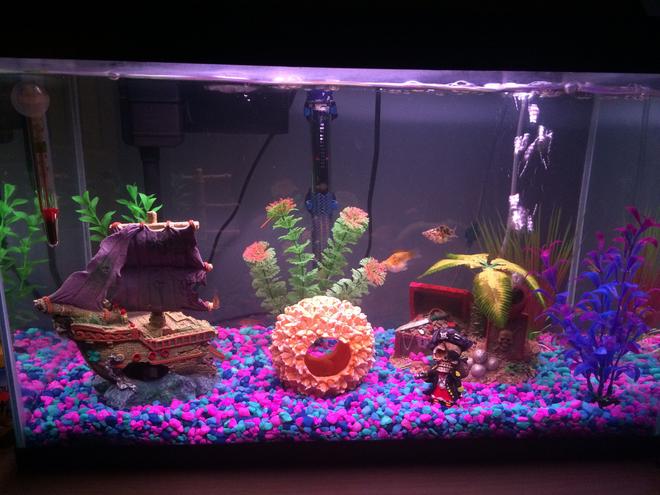 10 gallons freshwater fish tank (mostly fish and non-living decorations) - 10 gallon starter Molly tank