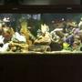 fish tank picture - Set up number three after latest water change. (03.18.15)