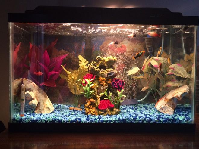 75 gallons freshwater fish tank (mostly fish and non-living decorations) - This is my intimate 10 gallon MOLLY tank in my home office.   Relaxes me as I work.

Fish - 2 Mickey Mouse Mollies; 2 Bumblebee Mollies; 2 Green Lantern Mollies; 2 Cherry barbs: 1 Cory Cat and 1 Chinese Algae eater