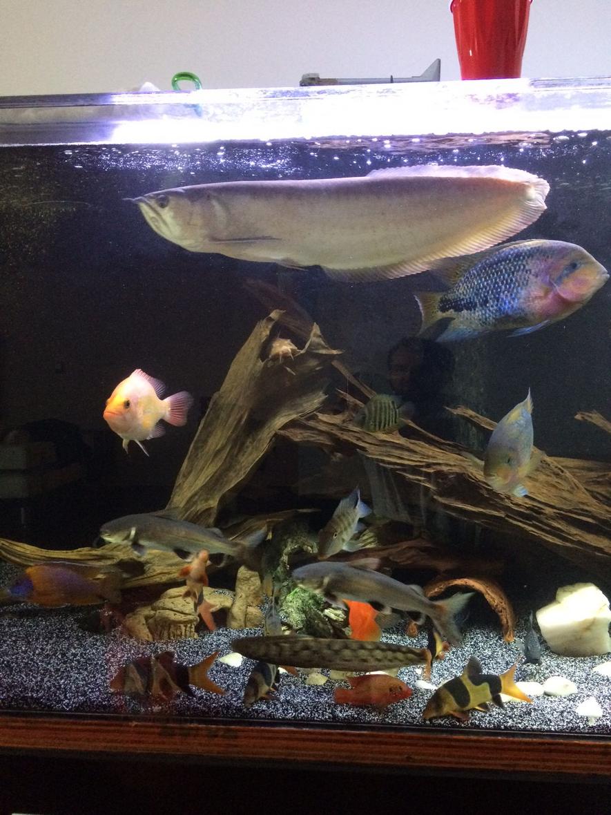 Rated #8: Freshwater Fish Stocking In 225 Gallons Tank - 6x2x2.5 large fish