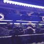 fish tank picture - led aquarium lights