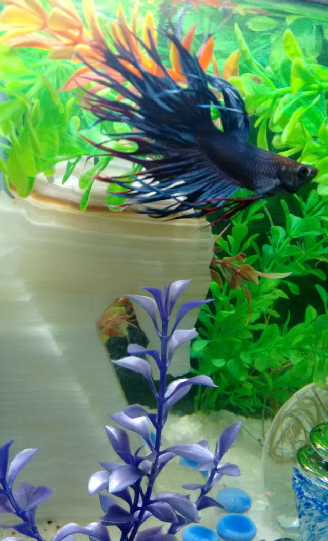 freshwater fish stocking in 50 gallons tank - Showing Off for the Camera...