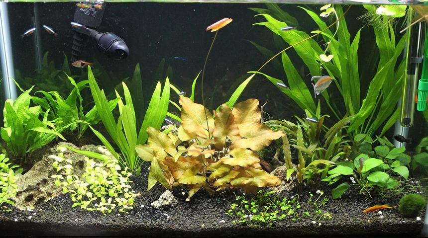 Rated #37: 29 Gallons Planted Tank - 29 gallon - non CO2 - amazon sword
-
micro sword - lilies - anubias -
crypts - java fern - australis
bacopa - moss - cardinal tetras - congo tetra - dwarf pleco - otto - assassin snails - lyretails - swords -