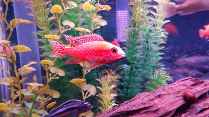 Rated #7: Freshwater Fish Stocking In 37 Gallons Tank - Dragon Blood Cichlid