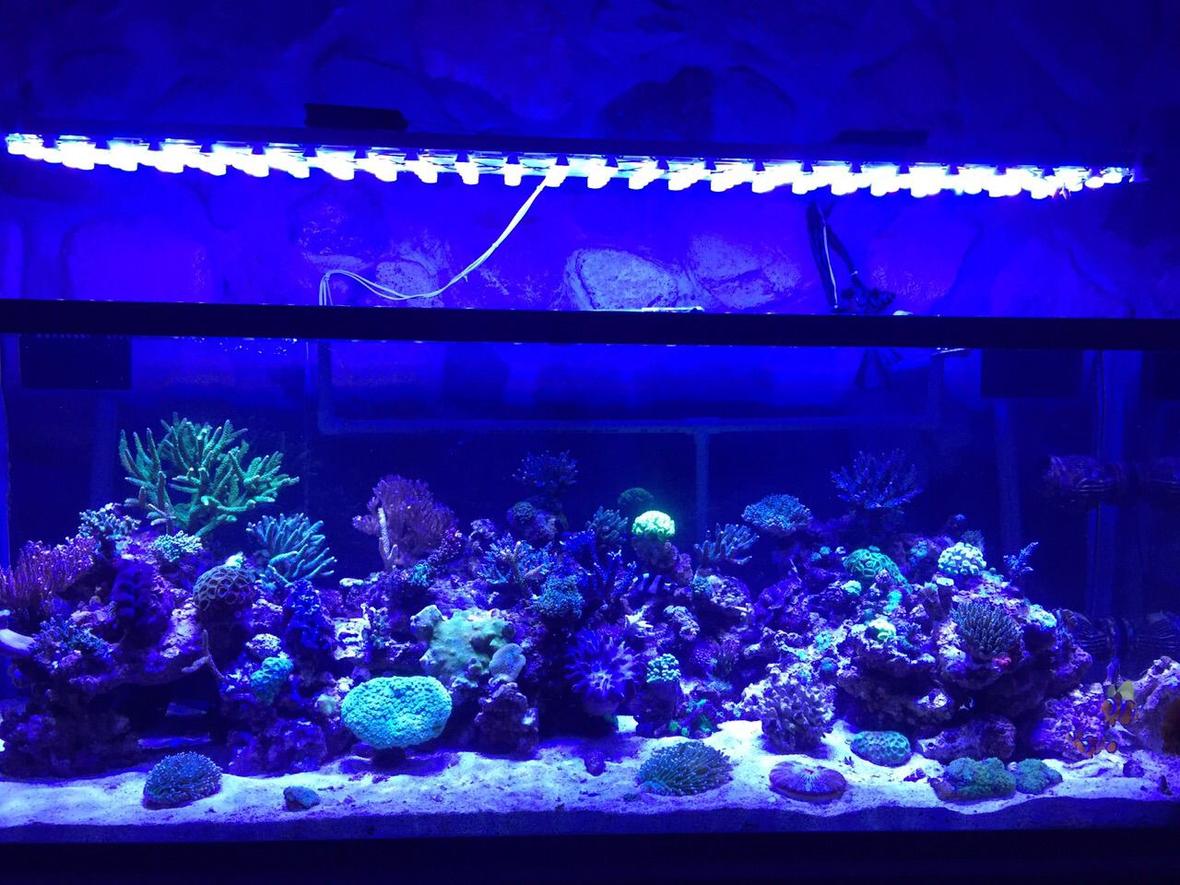 400 gallons reef tank (mostly live coral and fish) - my reef tank