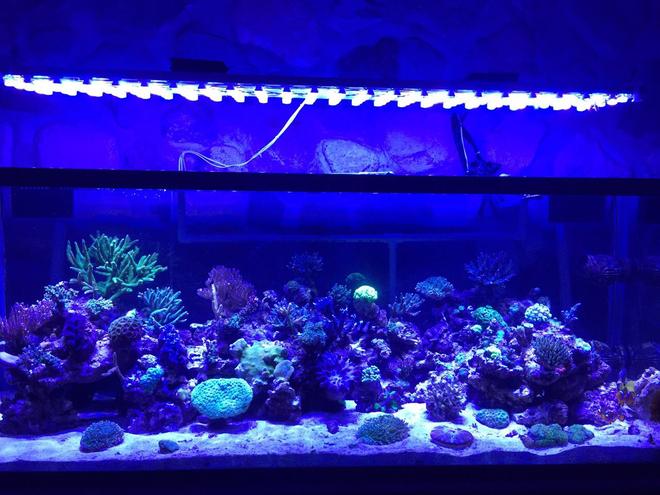 400 gallons reef tank (mostly live coral and fish) - my reef tank