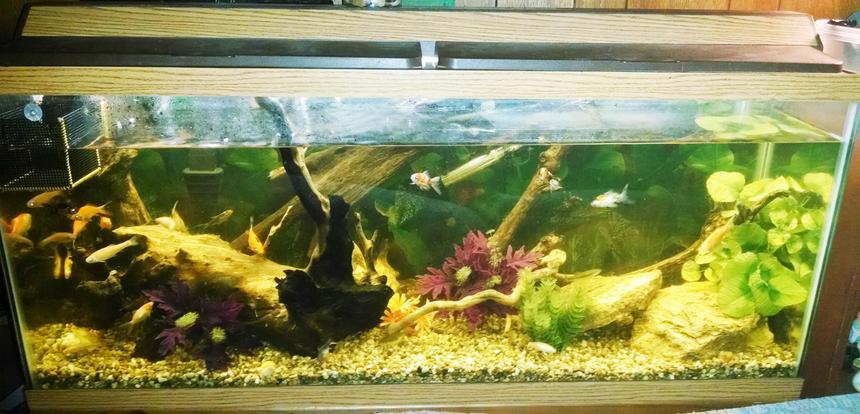 Rated #2350: 55 Gallons Freshwater Fish Tank - My 55 gallon tank