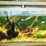 55 gallons freshwater fish tank (mostly fish and non-living decorations) - My 55 gallon tank