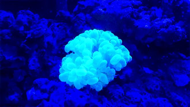 corals inverts stocking in 50 gallons tank - New bubble coral