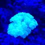 corals inverts stocking in 50 gallons tank - New bubble coral
