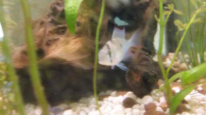 freshwater fish stocking in 55 gallons tank - Bolivian ram