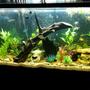 fish tank picture - Changed it up a bit. Setup#2