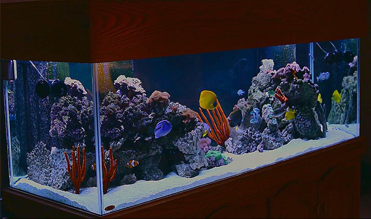 180 gallons saltwater fish tank (mostly fish, little/no live coral) - 180 gallon saltwater fish tank w/live rock, green carpet anemone, various mushrooms.