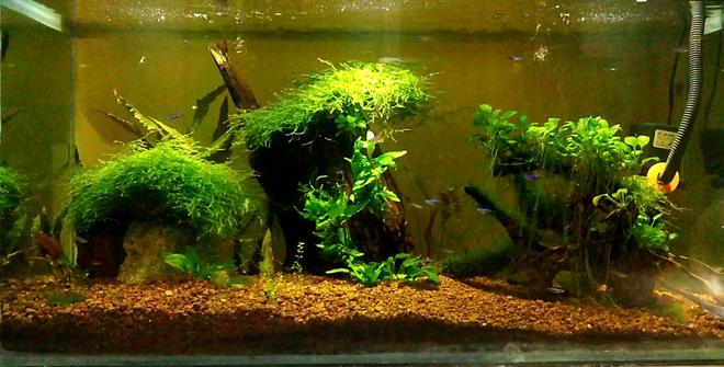40 gallons planted tank (mostly live plants and fish) - World of Greeen