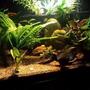 100 gallons freshwater fish tank (mostly fish and non-living decorations) - Discus tank, Amazon night light