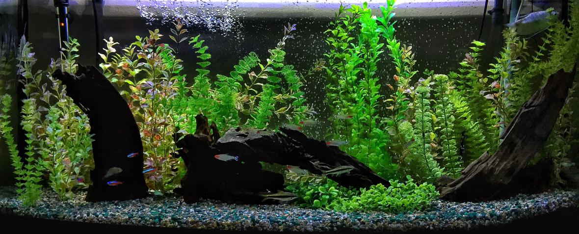 72 gallons freshwater fish tank (mostly fish and non-living decorations) - 72 bow front