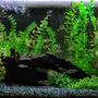72 gallons freshwater fish tank (mostly fish and non-living decorations) - 72 bow front