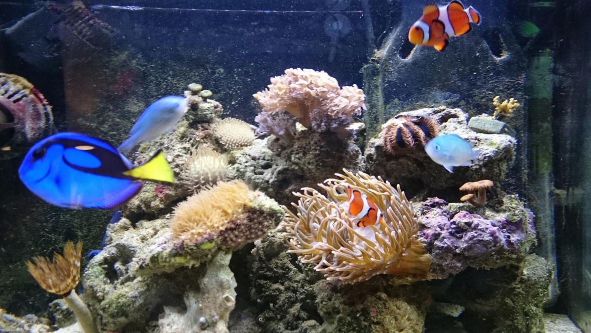 11 gallons saltwater fish tank (mostly fish, little/no live coral) - fts