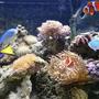 11 gallons saltwater fish tank (mostly fish, little/no live coral) - fts