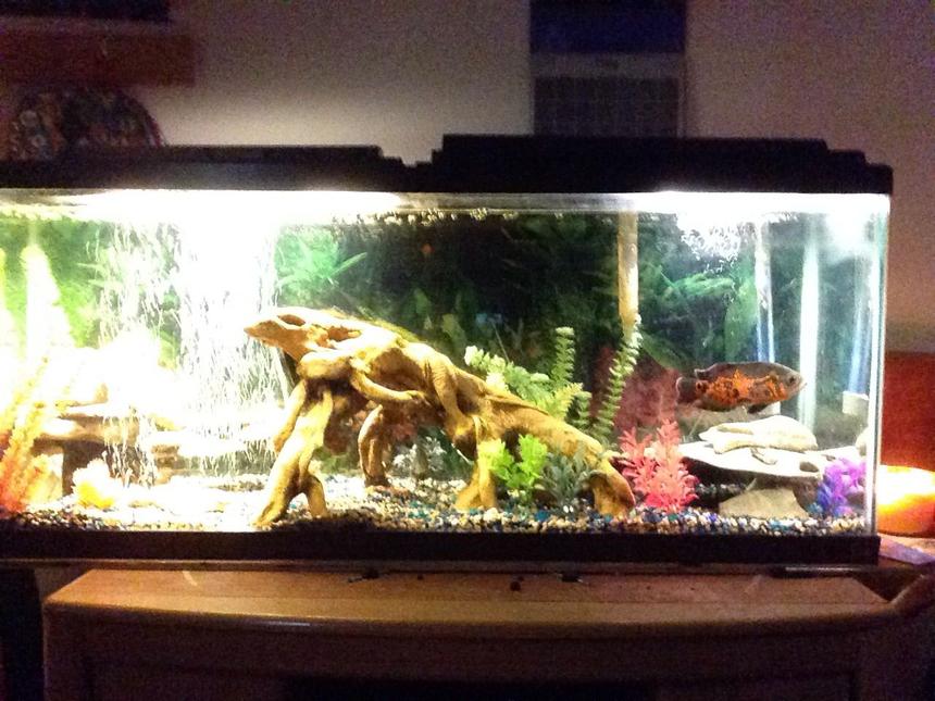 Rated #43: 55 Gallons Freshwater Fish Tank - My 55 gallon South African/Central American cichlid tank plus 2 plecos and no live plants