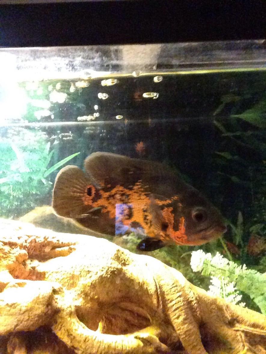 Rated #15: Freshwater Fish Stocking In 55 Gallons Tank - My Oscar