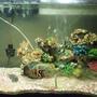 95 gallons freshwater fish tank (mostly fish and non-living decorations) - Blacky and the convict out from hiding