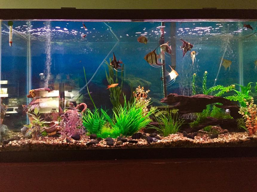 Rated #58: 100 Gallons Planted Tank - 100 gallon freshwater tank with 19 fish and multiple live plants