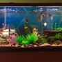 100 gallons planted tank (mostly live plants and fish) - 100 gallon freshwater tank with 19 fish and multiple live plants