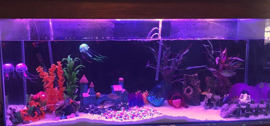 Rated #99: 58 Gallons Freshwater Fish Tank - 4ft tank spooky one end fairy like other end