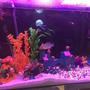 fish tank picture - Fantasia end