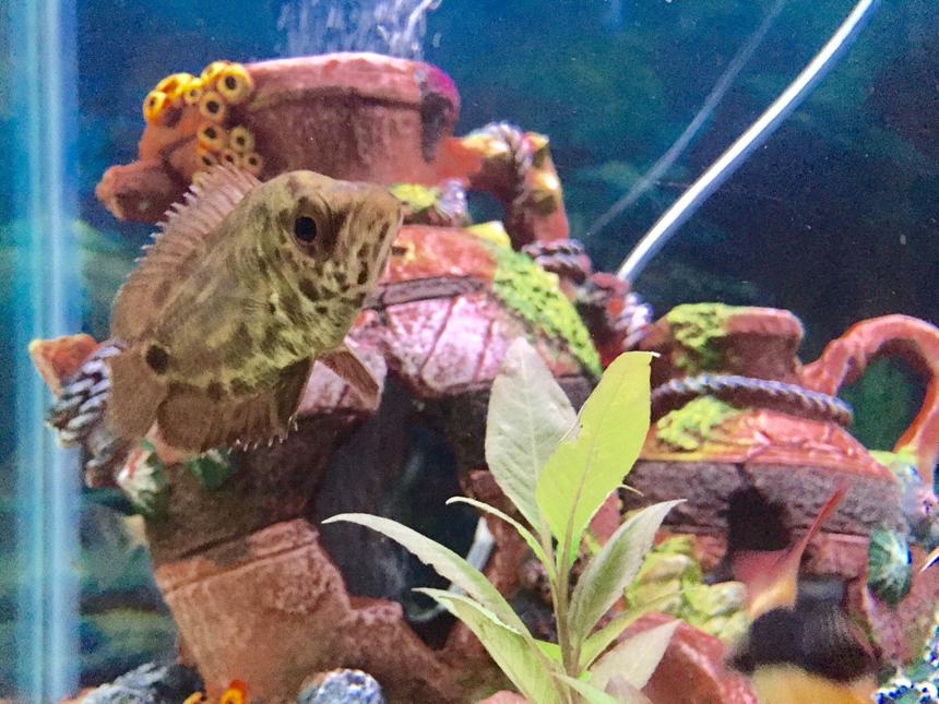 Rated #17: Freshwater Fish Stocking In 100 Gallons Tank - My spotted African leaf fish