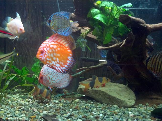 freshwater fish stocking in 220 gallons tank - a couple of my discus