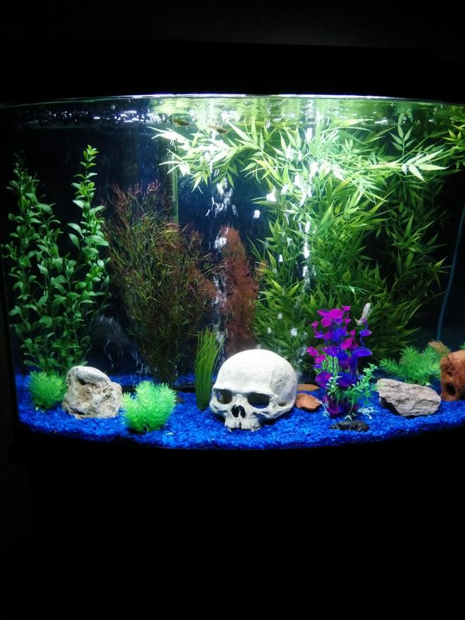 46 gallons freshwater fish tank (mostly fish and non-living decorations) - First tank build