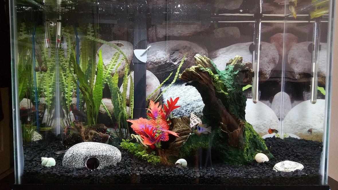 20 gallons freshwater fish tank (mostly fish and non-living decorations) - It works for now, until I decide to upgrade.