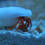 corals inverts stocking in 90 gallons tank - Redlegged Hermit