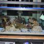 90 gallons saltwater fish tank (mostly fish, little/no live coral) - 90 gal display tank