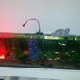260 gallons freshwater fish tank (mostly fish and non-living decorations) - my large tank