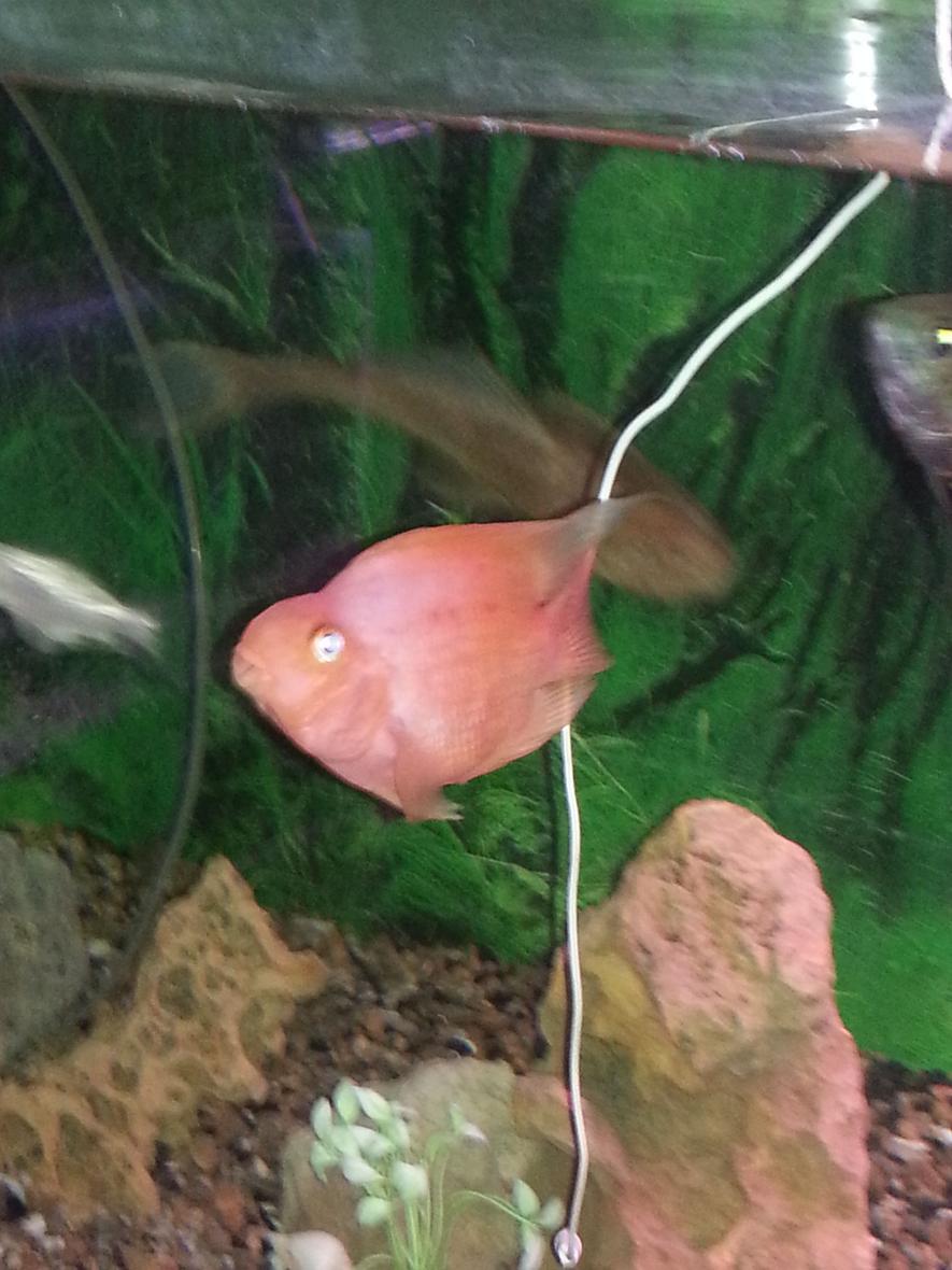 Rated #32: Freshwater Fish Stocking In 260 Gallons Tank - parrot