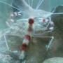 corals inverts stocking in 40 gallons tank - Coral banded shrimp