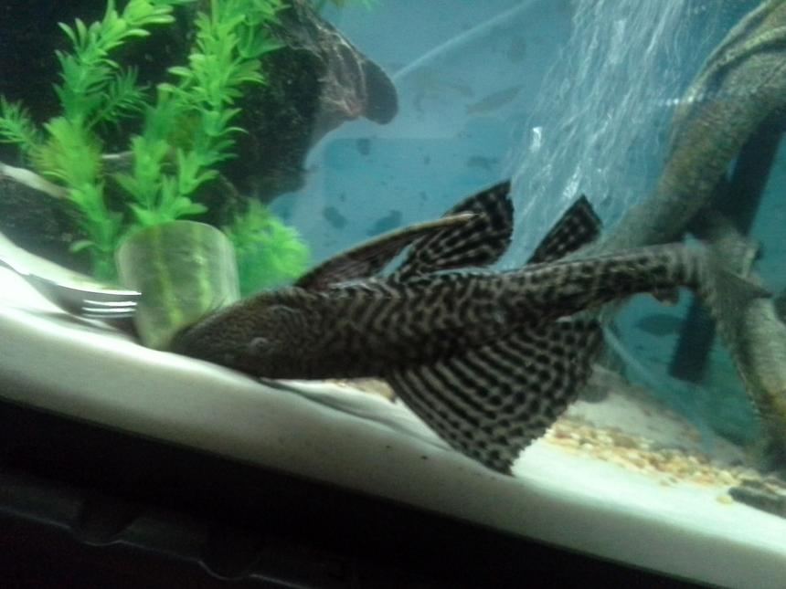 Rated #23: Freshwater Fish Stocking In 75 Gallons Tank - My 16" common pleco.
