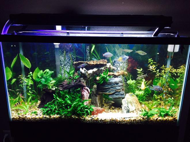 40 gallons planted tank (mostly live plants and fish) - My 40 Gallon Planted tank