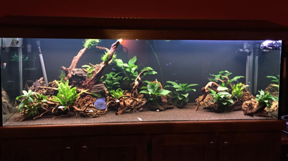 180 gallons planted tank (mostly live plants and fish) - 180 Gallon Discus tank